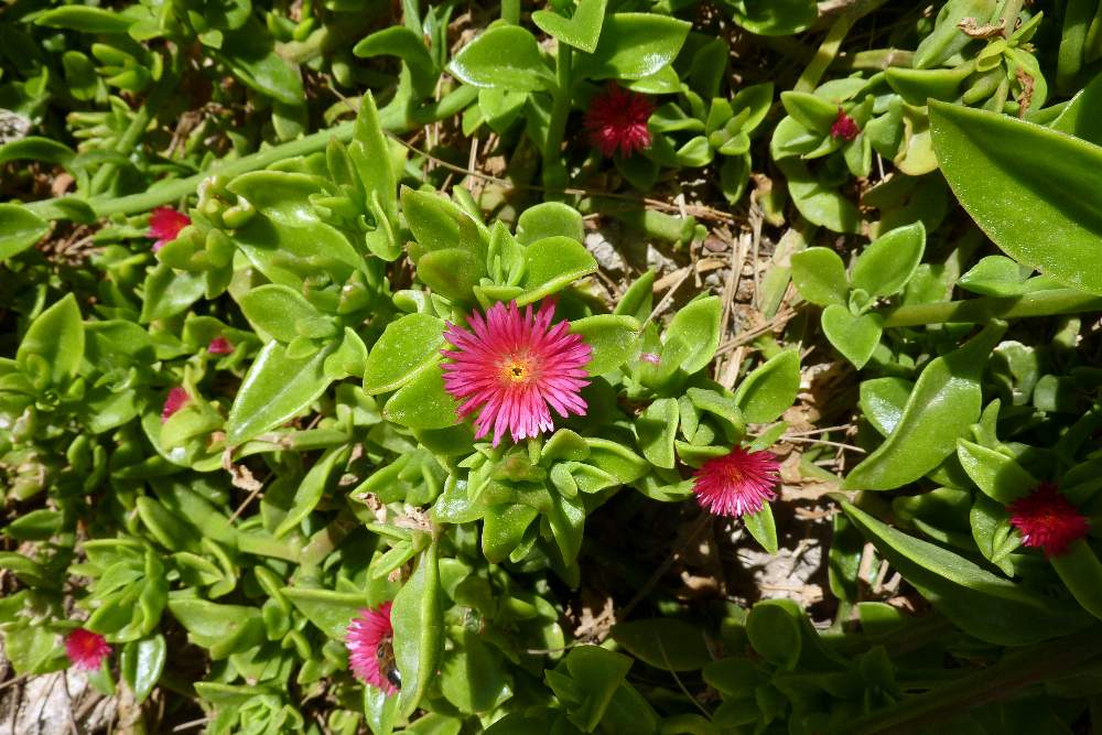 Mesembryanthemum cordifolium / Erba cristallina cordifolia