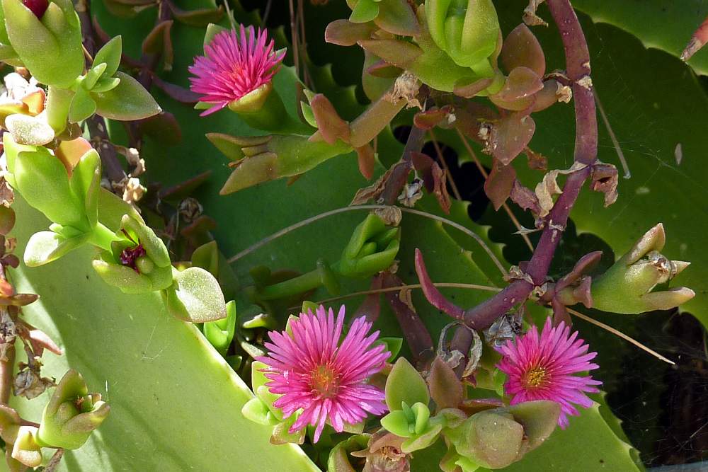 Mesembryanthemum cordifolium / Erba cristallina cordifolia