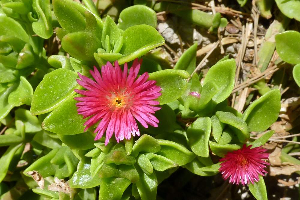 Mesembryanthemum cordifolium / Erba cristallina cordifolia
