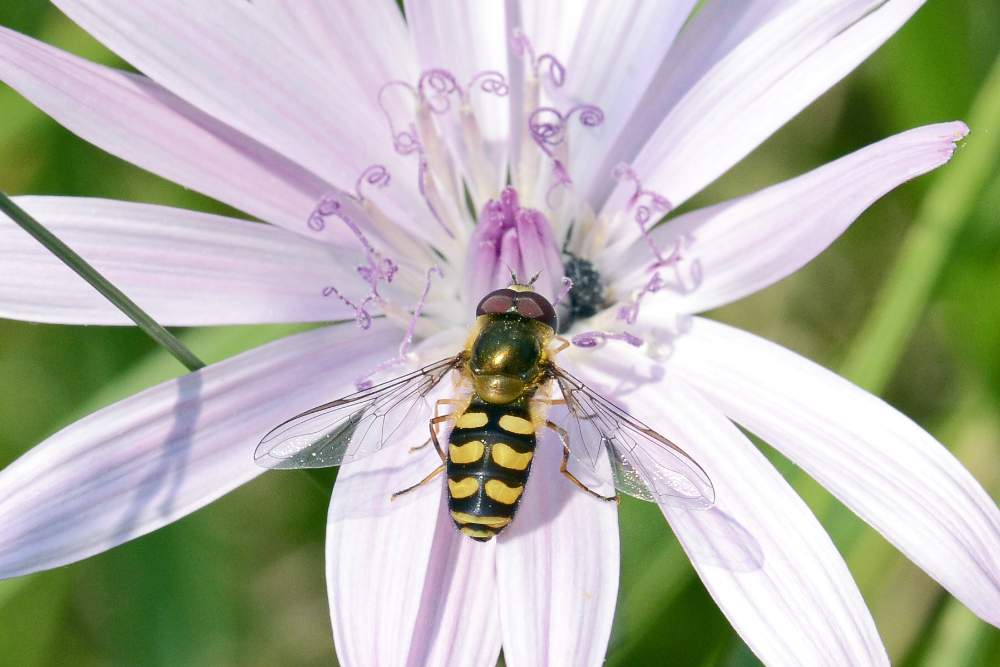Eupeodes lapponicus (Syrphidae)