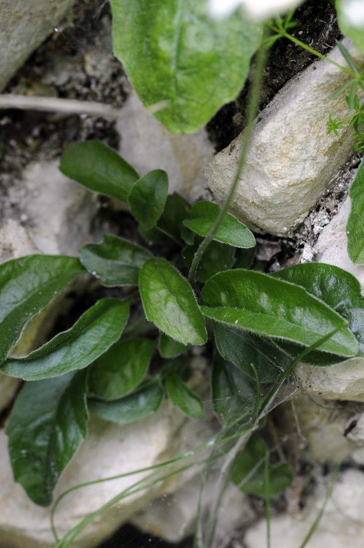 Strano fiore - Bellidiastrum michelii