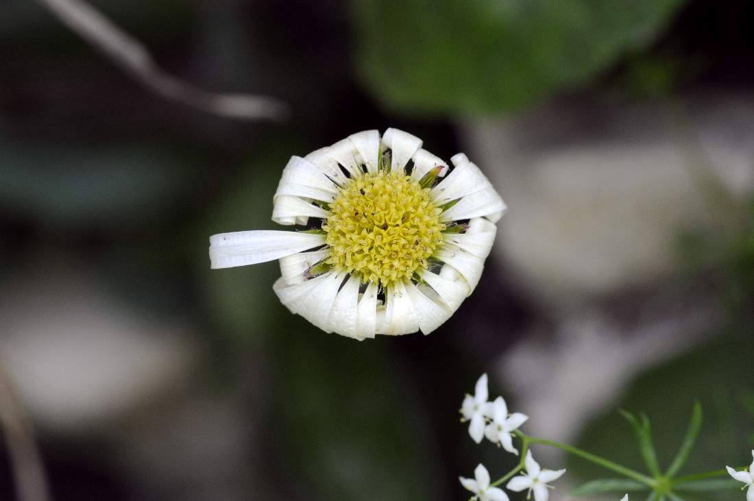 Strano fiore - Bellidiastrum michelii