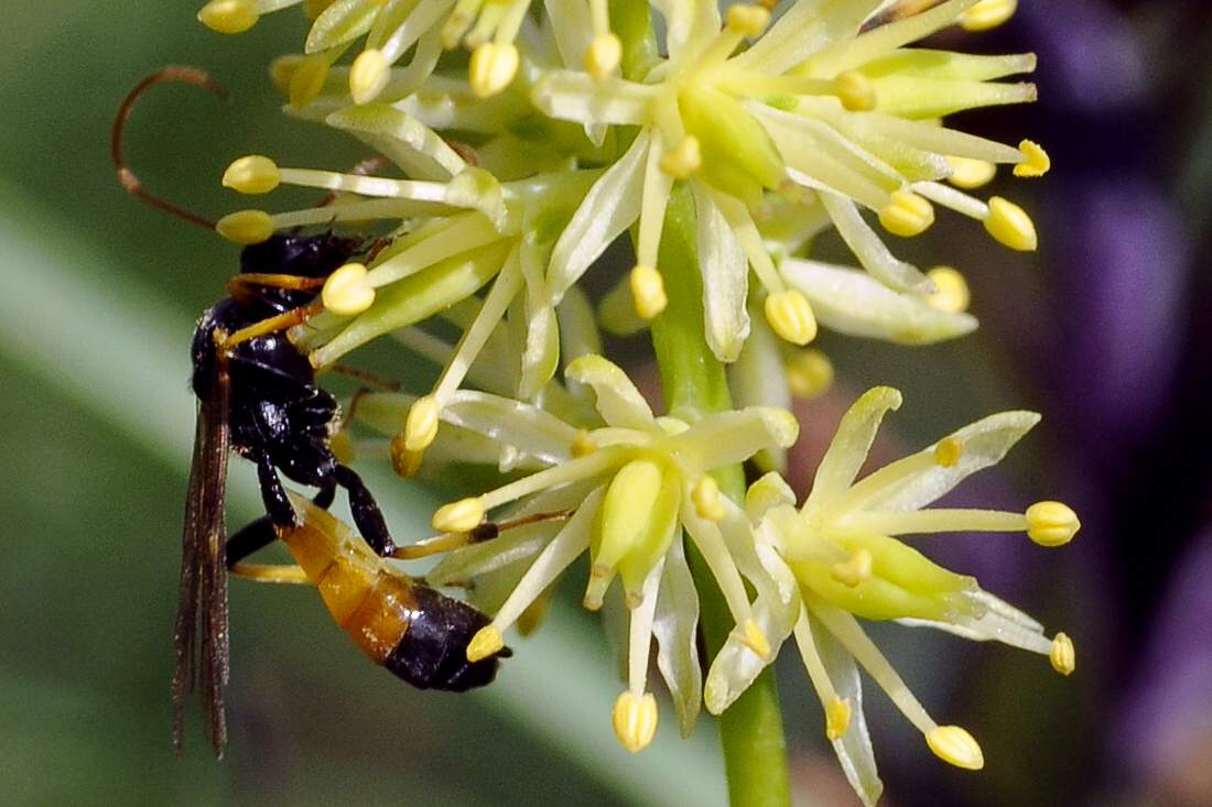 Ichneumonidae sconosciuto