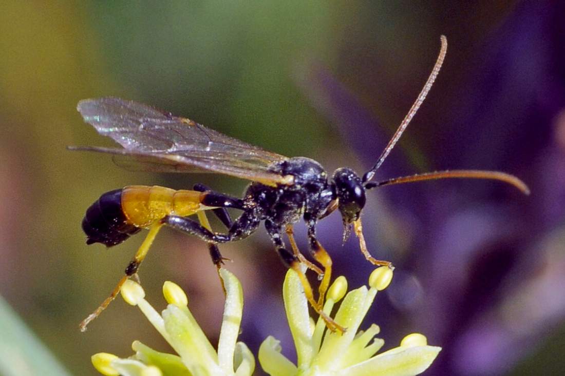 Ichneumonidae sconosciuto