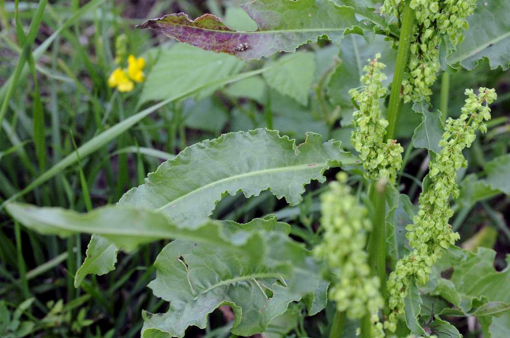 Rumex crispus / Romice crespo