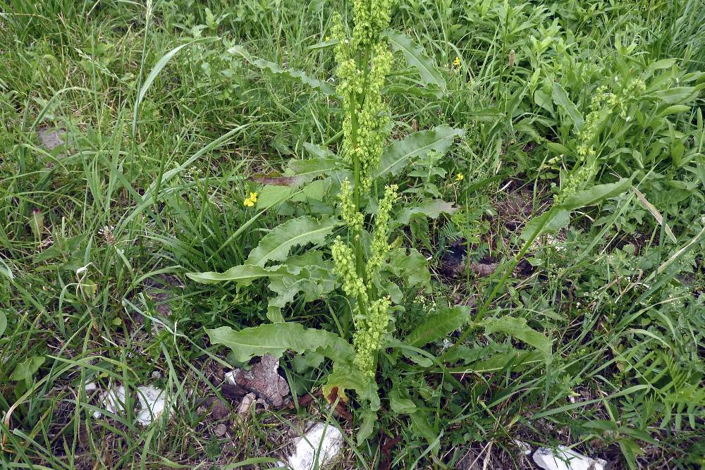Rumex crispus / Romice crespo