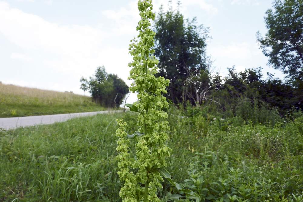 Rumex crispus / Romice crespo