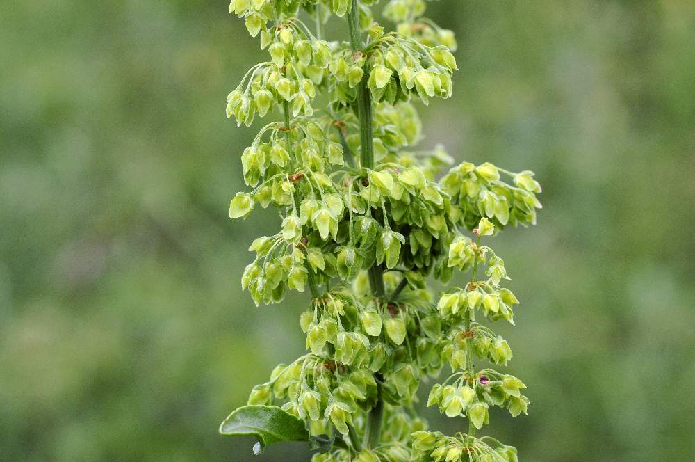 Rumex crispus / Romice crespo