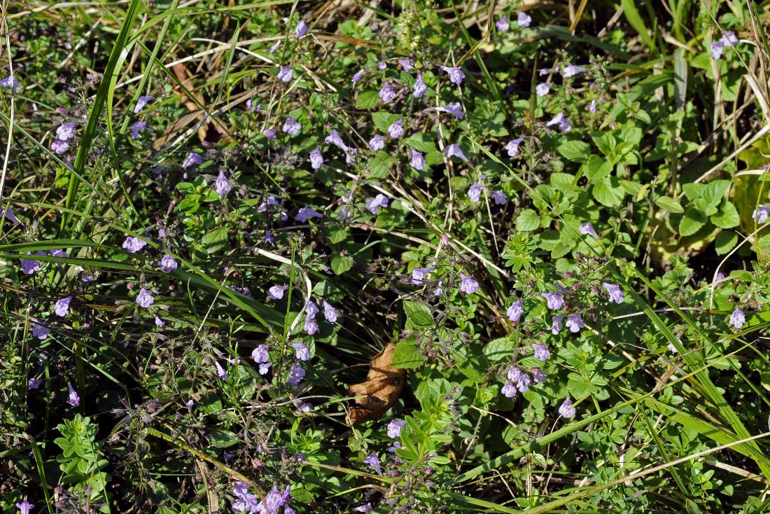 Fiore violetto - Calamintha sp.