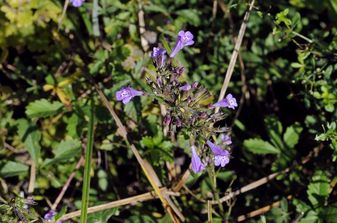 Fiore violetto - Calamintha sp.