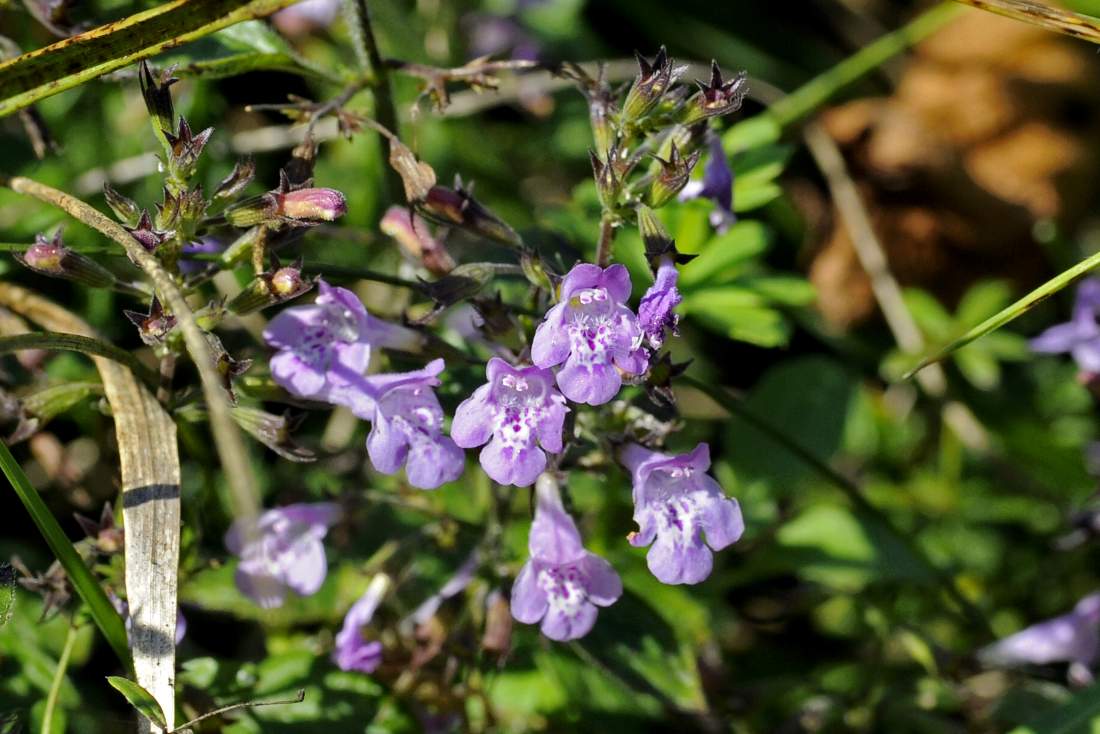 Fiore violetto - Calamintha sp.