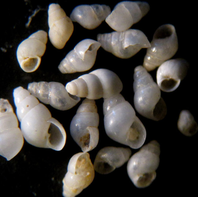 Odostomia, per esclusione!