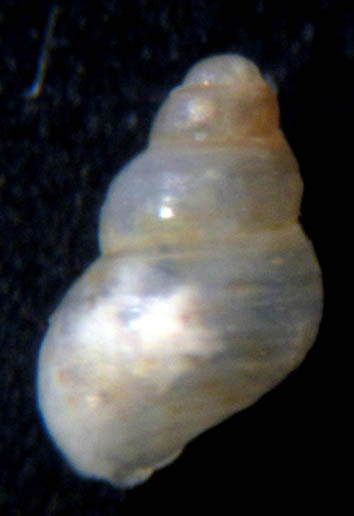 Crisilla simulans ?
