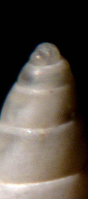 Odostomia turrita ?