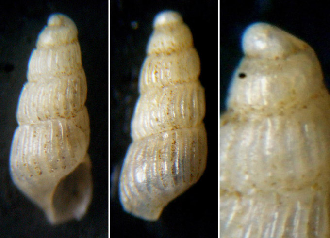 Chrysallida suturalis ....