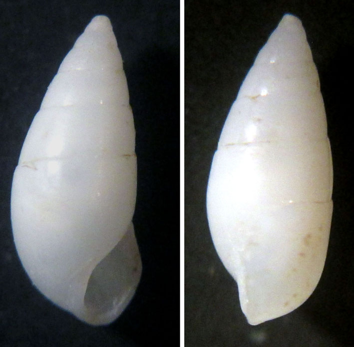 Melanella praecurta