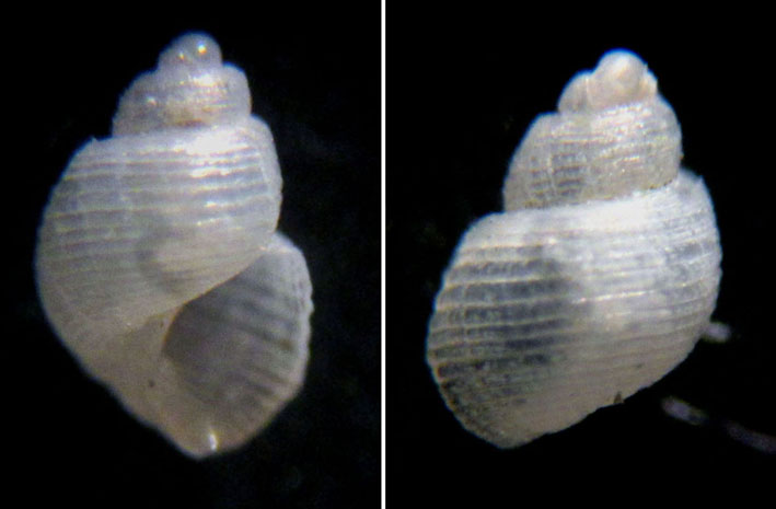 Noemiamea dolioliformis