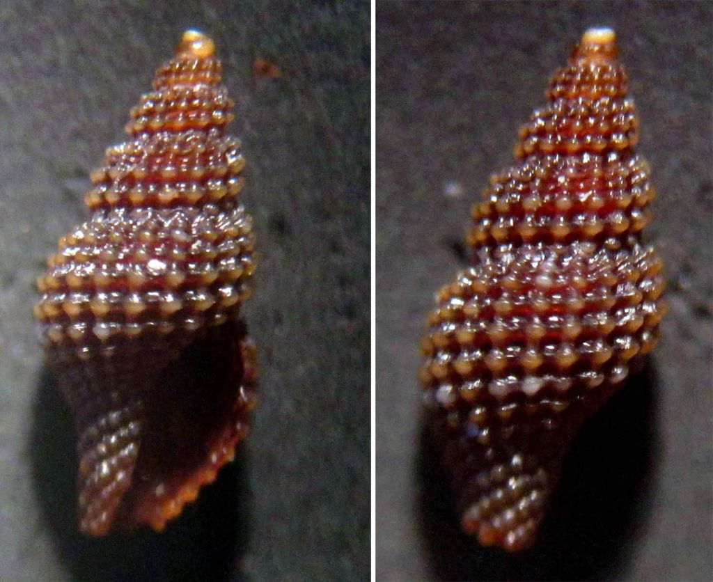 Raphitoma