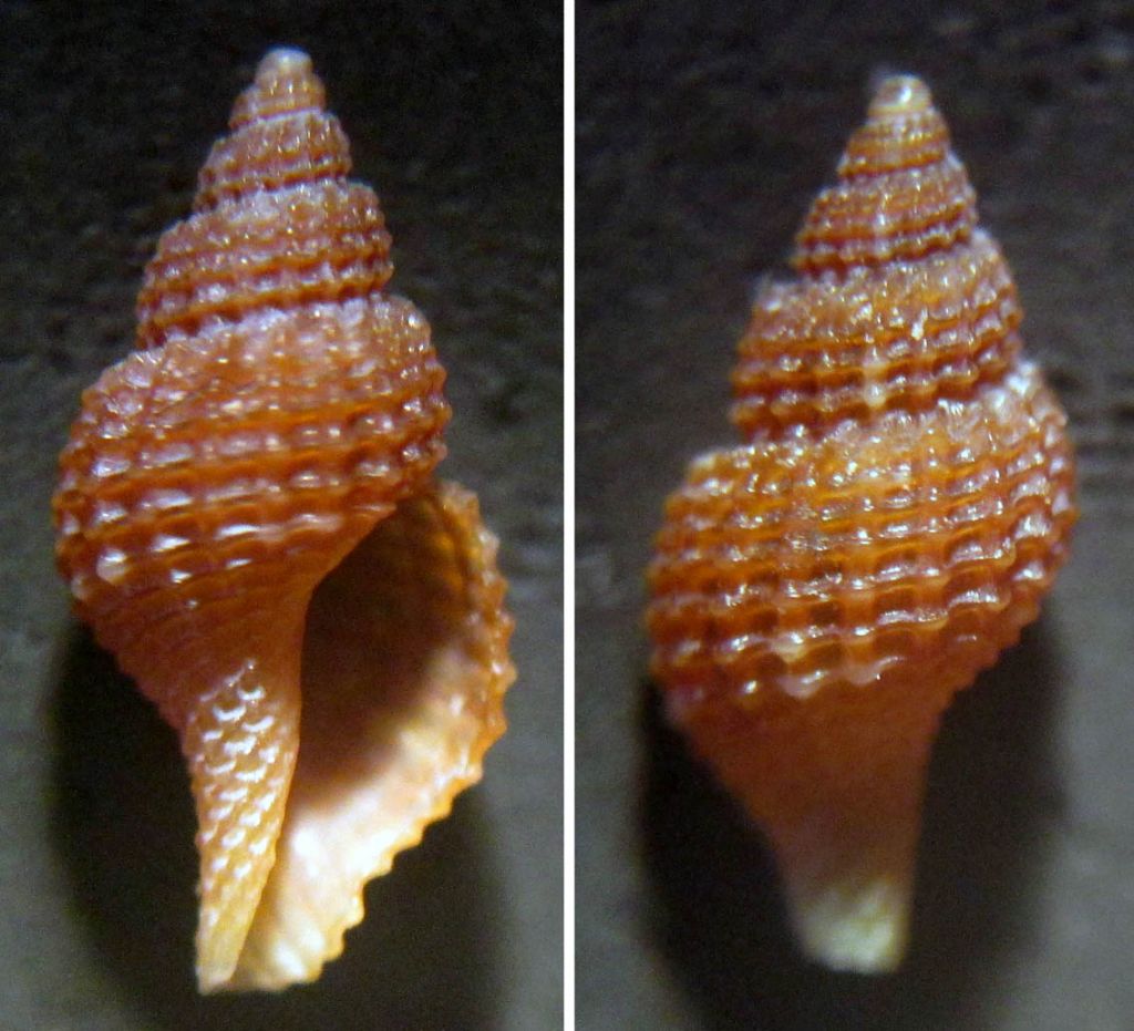 Raphitoma