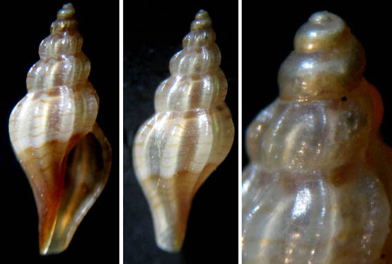 Mangelia tenuicostata