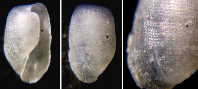 Retusidae 1