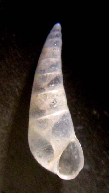 Eulimidae 2