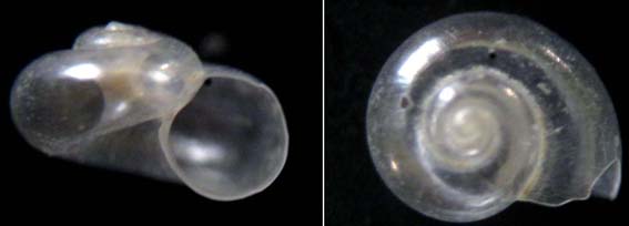 Omalogiridae?