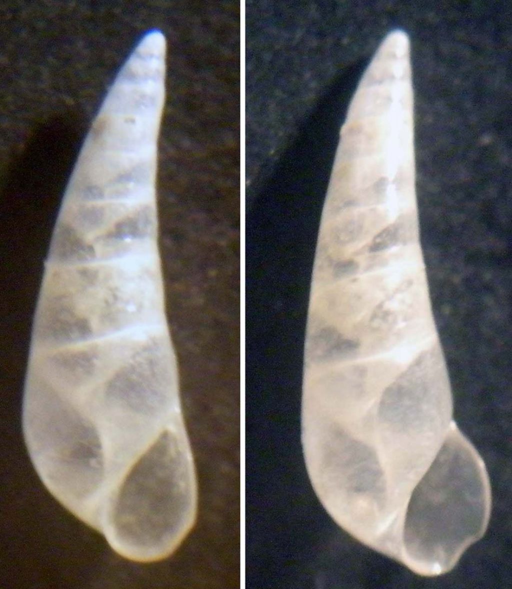 Eulimidae 2