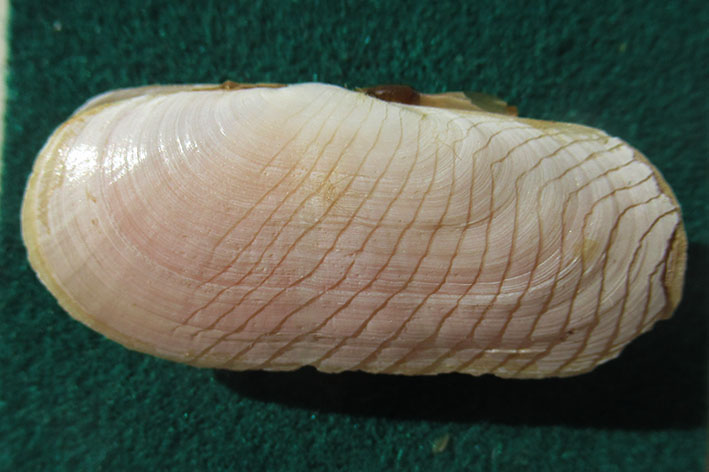 Solecurtidae