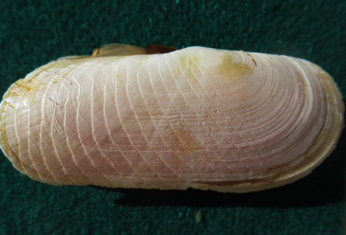 Solecurtidae