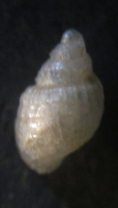 Euparthenia