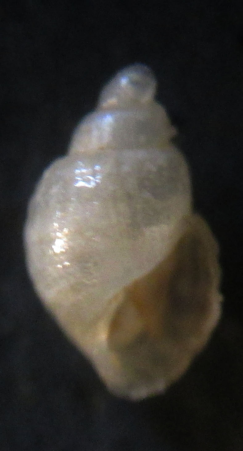 Euparthenia