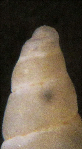 Odostomia