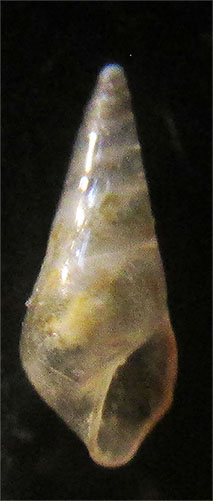 Eulimidae