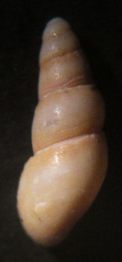 Dubbio