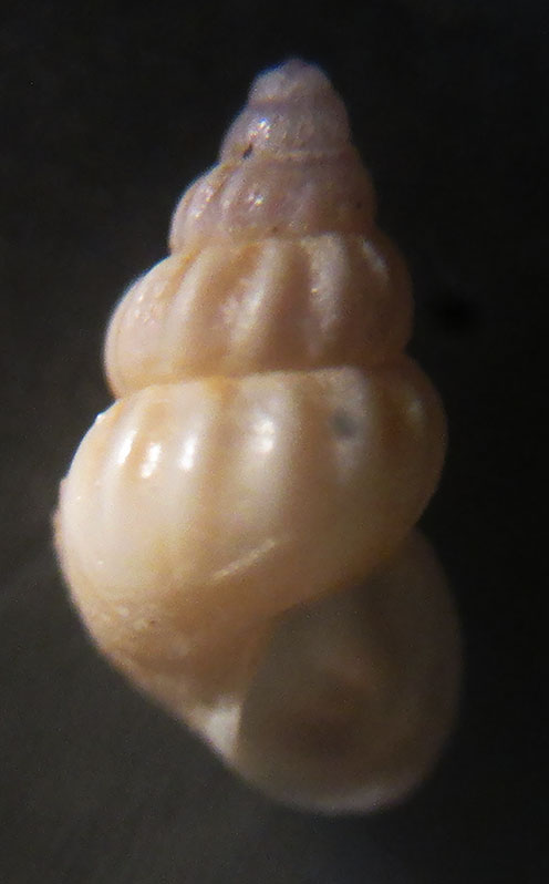 Rissoa parva