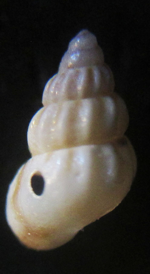 Rissoa parva