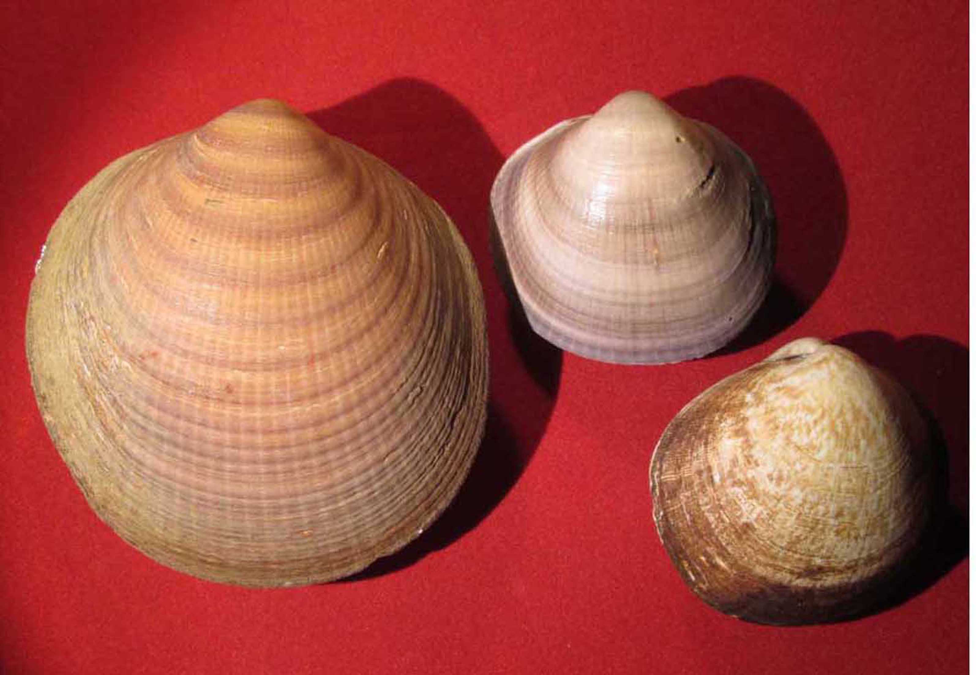 Glycymeris glycymeris?