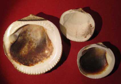 Glycymeris glycymeris?