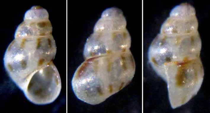 E'' la stessa Setia.....