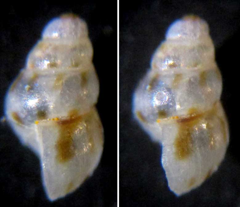 E'' la stessa Setia.....