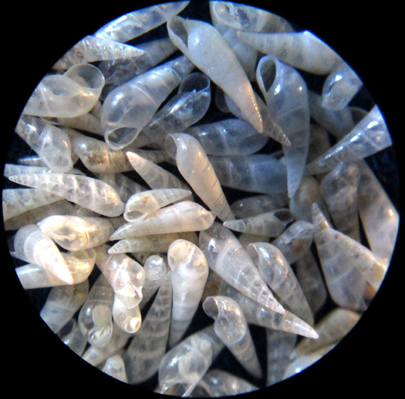 Sulla Vitreolina philippi