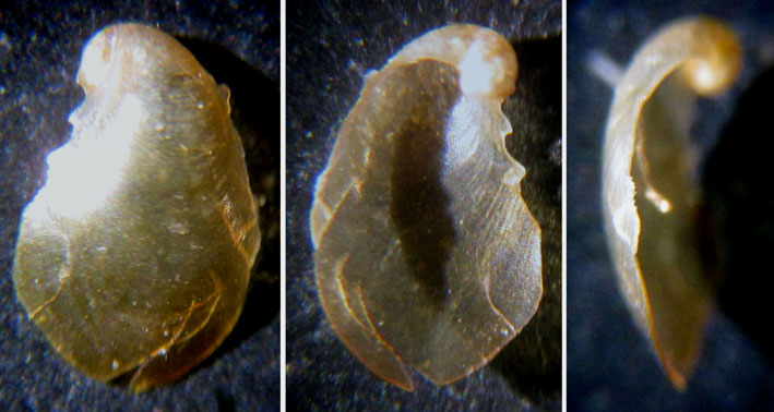 Petalifera gravieri ??