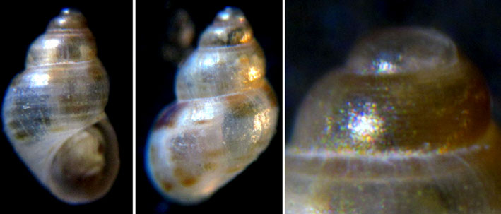 Conferma Crisilla simulans
