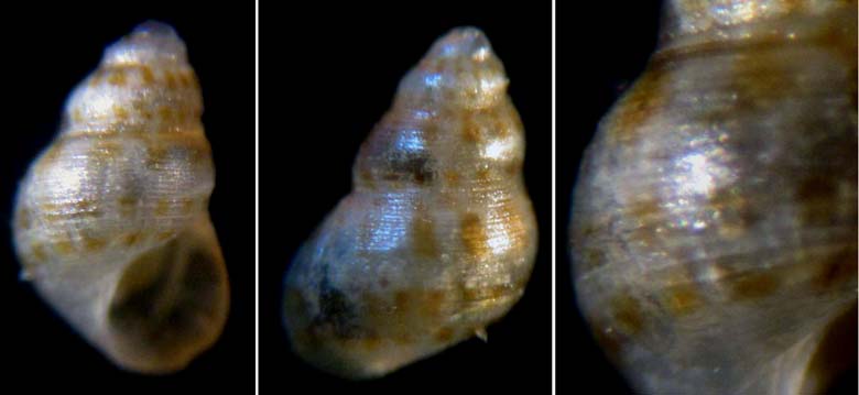 Setia pseudocingulata