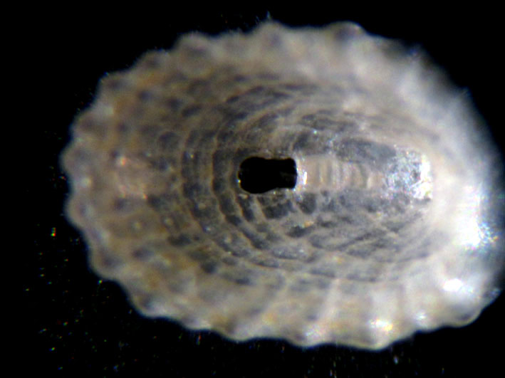 Puncturella picciridda??