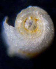 Retusa leptoneilema juv. ?