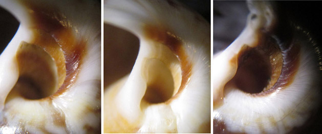 Sono tutte Payraudeautia intricata?  1