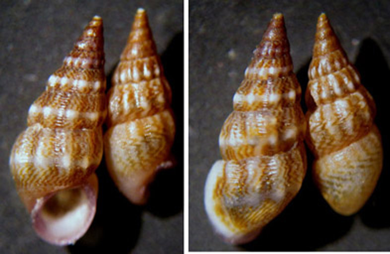 Rissoa Guerini e Decorata