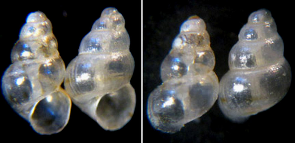 Setia da determinare